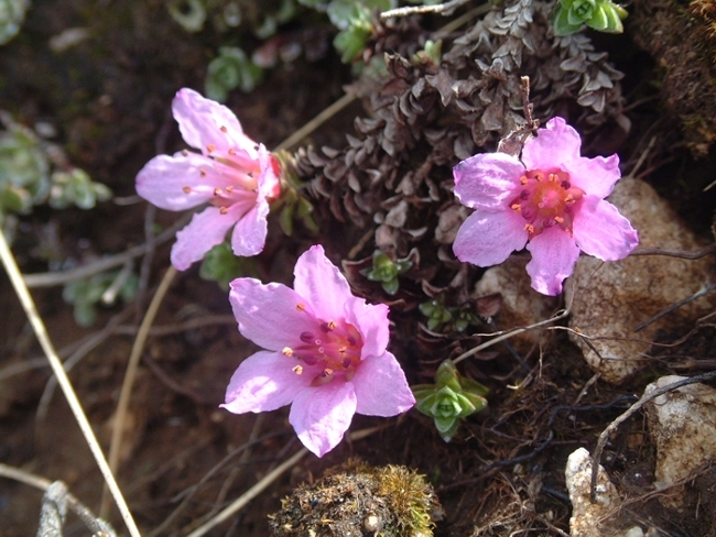 Saxifraga oppositifolia subsp. oppositifolia